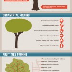 Tree pruning infographic