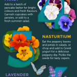 top edible flowers infographic