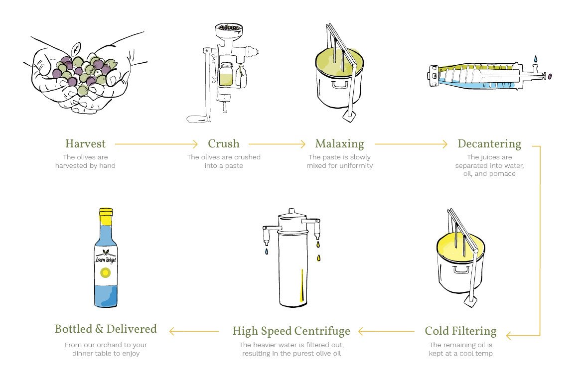 making olive oil infographic