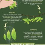 green tea production infographic