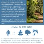 certified timber infographic