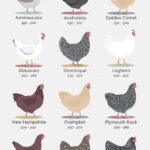 chicken laying guide
