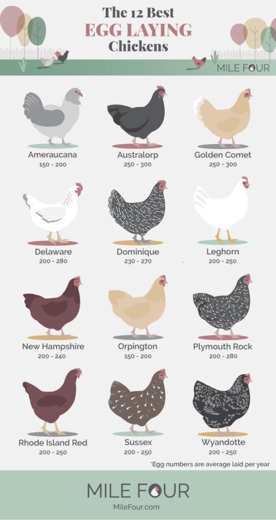 chicken laying guide