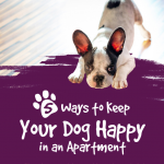 Dog Living in Apartment Infographic