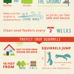 Wild Bird Feeder Infographic