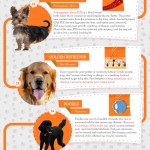 dog breed health infographic
